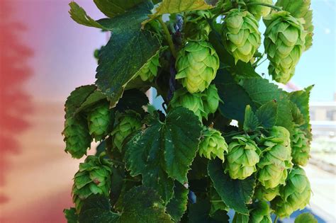 Hops ! La plante aux multiples usages dans l'industrie brassicole et pharmaceutique !